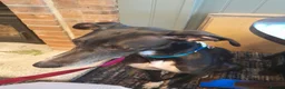 Lurcher dogs for sale: Lovely Lurcher  in South Shields - Advert 1