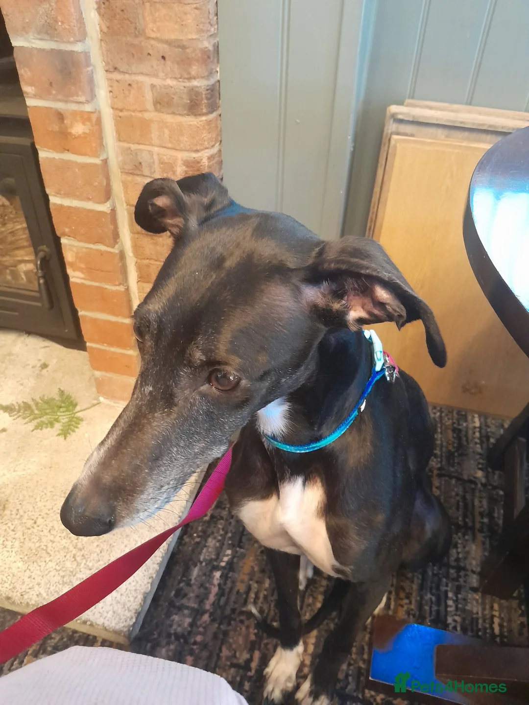 Lurcher dogs for sale: Lovely Lurcher  in South Shields - Advert 1