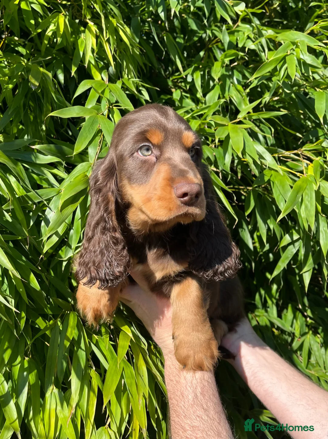 Mixed Breed dogs for sale: Gorgeous Dockers in Manchester - Advert 19