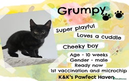 Domestic Shorthair cats for sale: Kittens and cats for adoption.  - Image 9