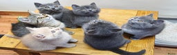 British Shorthair cats for sale: British Shorthair Kittens Imported Parents  - Advert 14