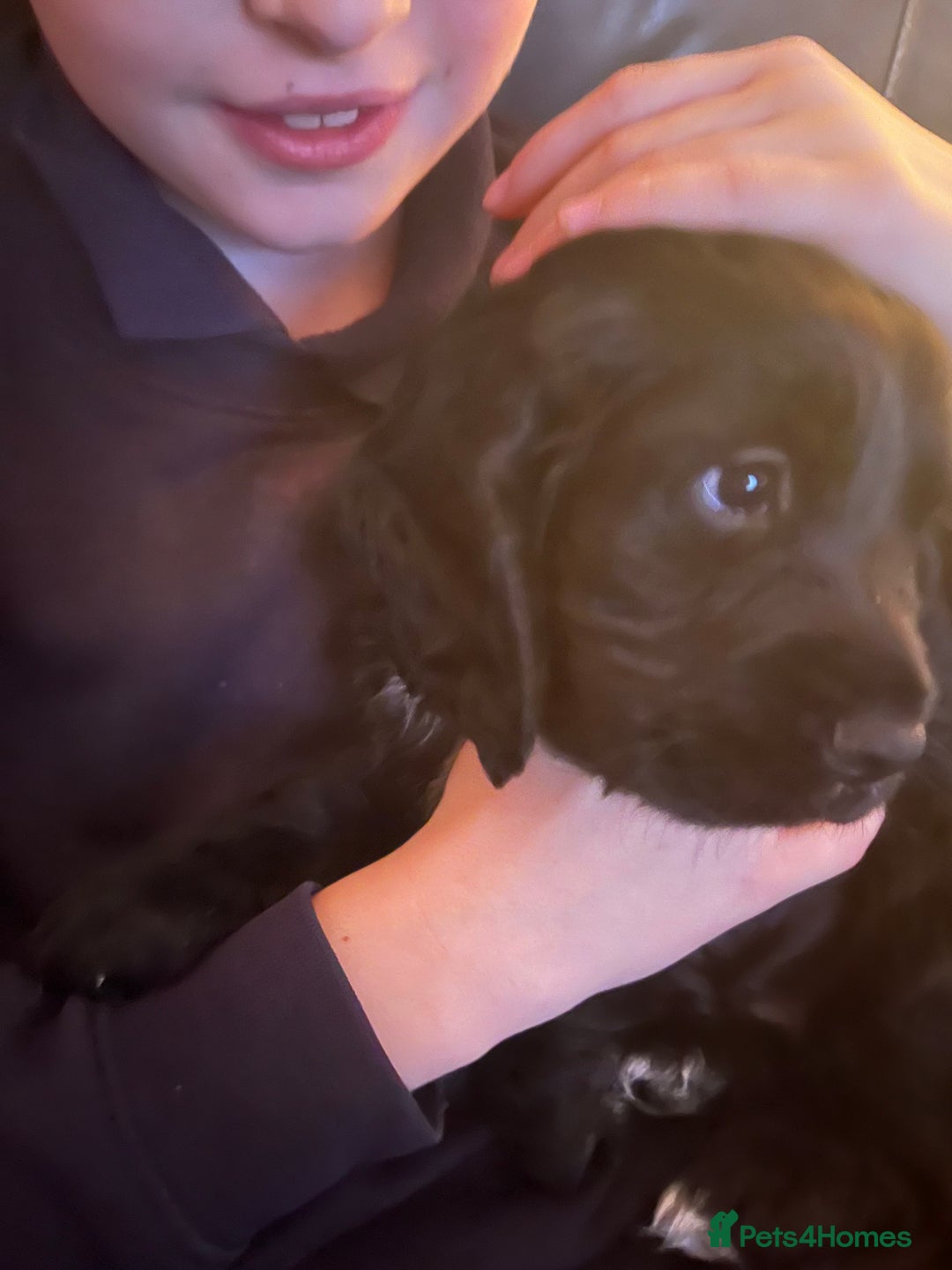 Cocker Spaniel dogs for sale: Burly beautiful cocker boy spaniel - Advert 4