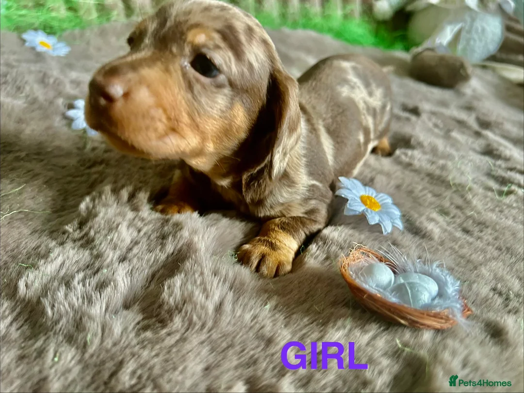 Dachshund dogs for sale: Dachshund Puppies   - Advert 29