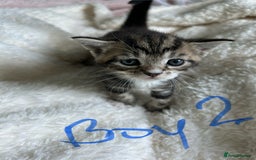Domestic Shorthair cats for sale: Domestic beautiful kittens  - Image 7