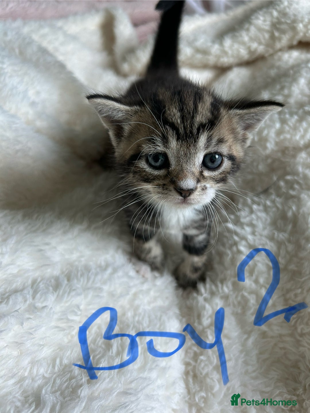 Domestic Shorthair cats for sale: Domestic beautiful kittens  - Image 7