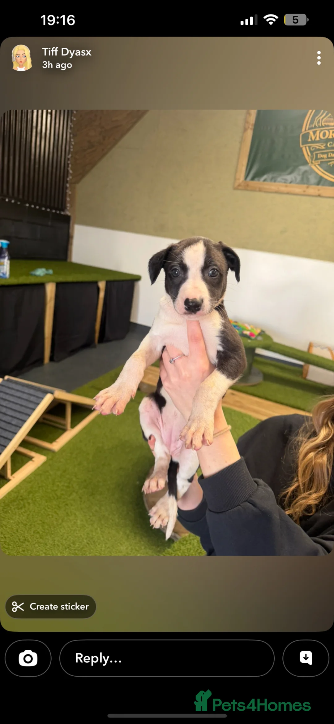 Lurcher dogs for sale: Tango x faith and Reece's line puppy's ready to go - Advert 2