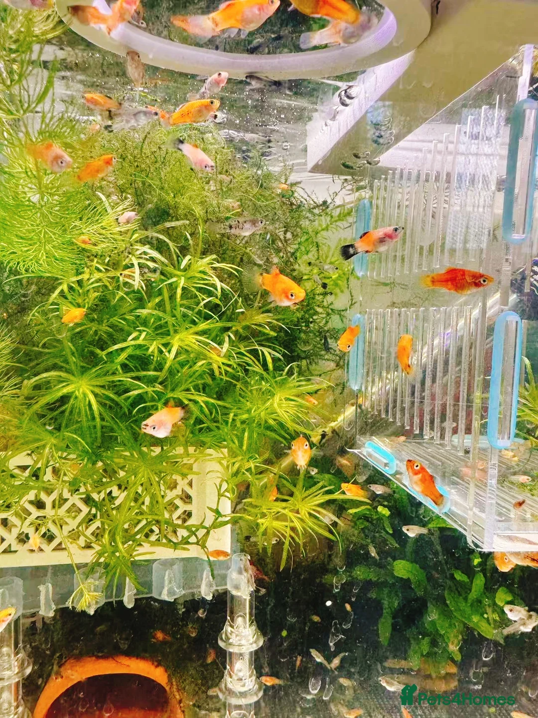 Plecos fish for sale: Beautiful small Platy, Guppy Molly &Pleco-HobbyTK  - Advert 2