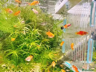 Plecos fish Beautiful small Platy, Guppy Molly &Pleco-HobbyTK - Advert 5