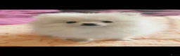 Pomeranian dogs for sale: Gorgeous Pomeranian boys - Advert 3