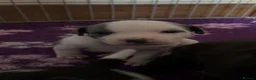 Staffordshire Bull Terrier dogs for sale: Exceptional litter of Staffie puppies - Advert 15