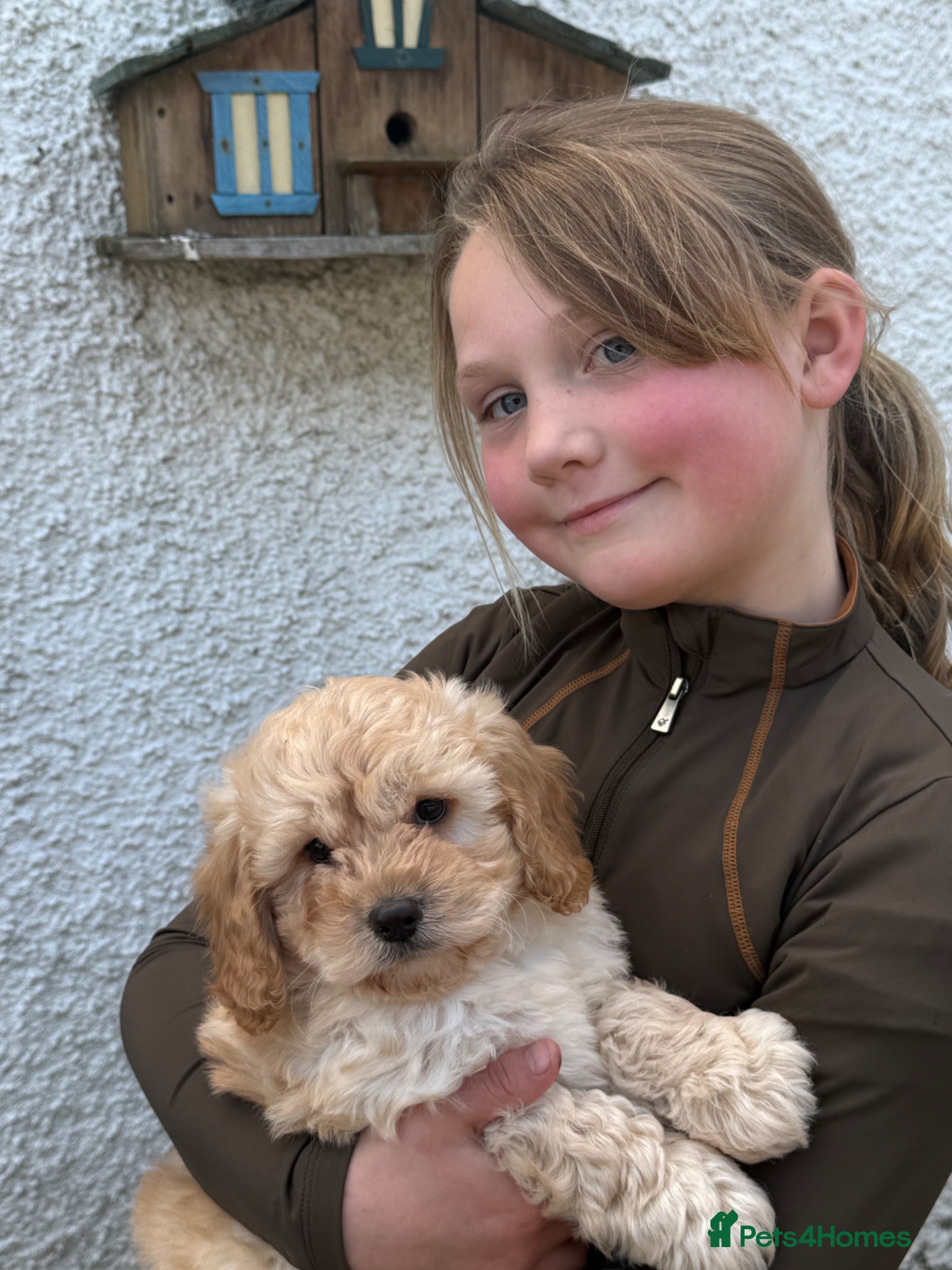 Cockapoo dogs READY. NOW Stunning F1 Cockapoos - Advert 9
