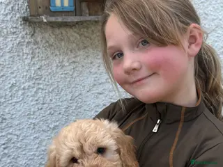 Cockapoo dogs READY. NOW Stunning F1 Cockapoos - Advert 5