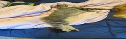 Maine Coon cats for sale: Maine coon cross female - Advert 2