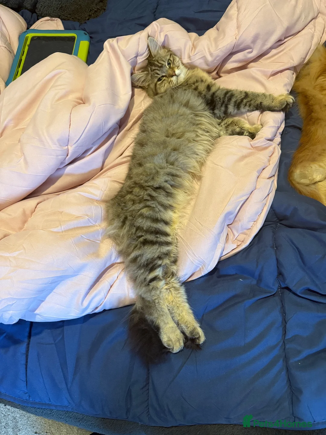 Maine Coon cats for sale: Maine coon cross female - Advert 2