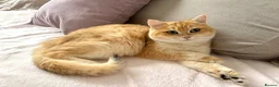 British Shorthair cats for sale: Active registered golden British shorthair queen - Advert 1