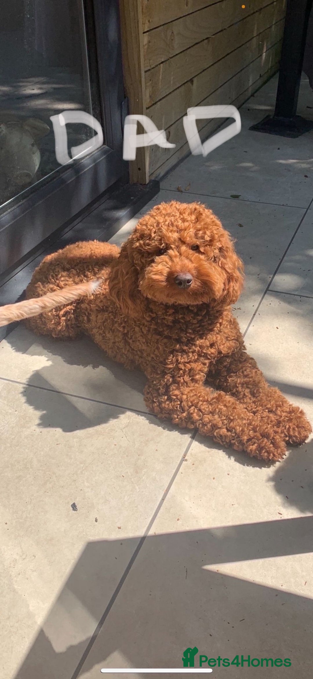 Cockapoo dogs for sale: Adorable cockapoo puppies ready 23.12.25   - Advert 3