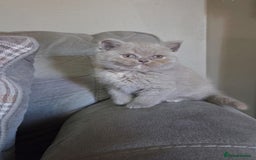 British Shorthair cats for sale: Adorable British short hair Kittens - Image 1