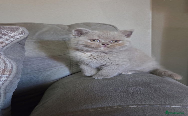 British Shorthair cats - Advert 4