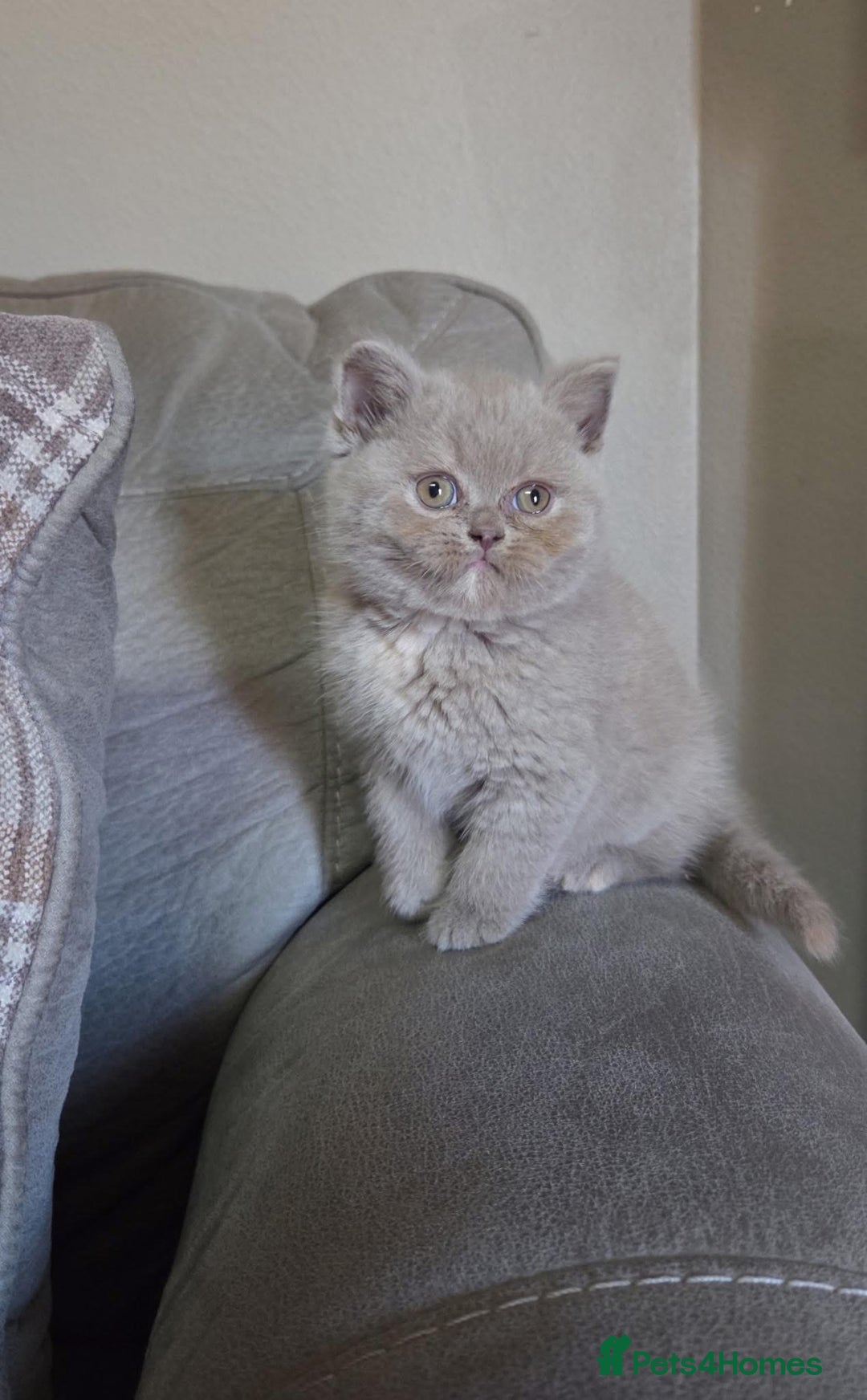 British Shorthair cats for sale: Adorable British short hair Kittens - Image 1