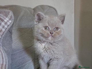 British Shorthair cats - Advert 5