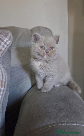 British Shorthair cats - Advert 7
