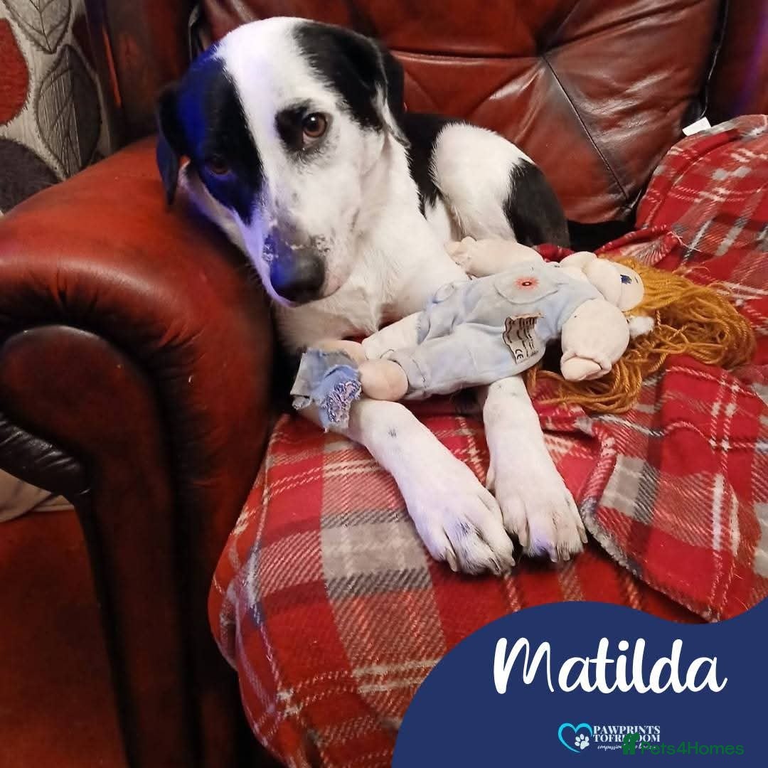 Mixed Breed dogs Meet Matilda, currently residing in Cheshire  - Advert 1