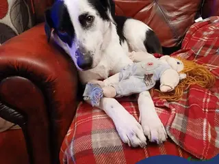 Mixed Breed dogs Meet Matilda, currently residing in Cheshire - Advert 2