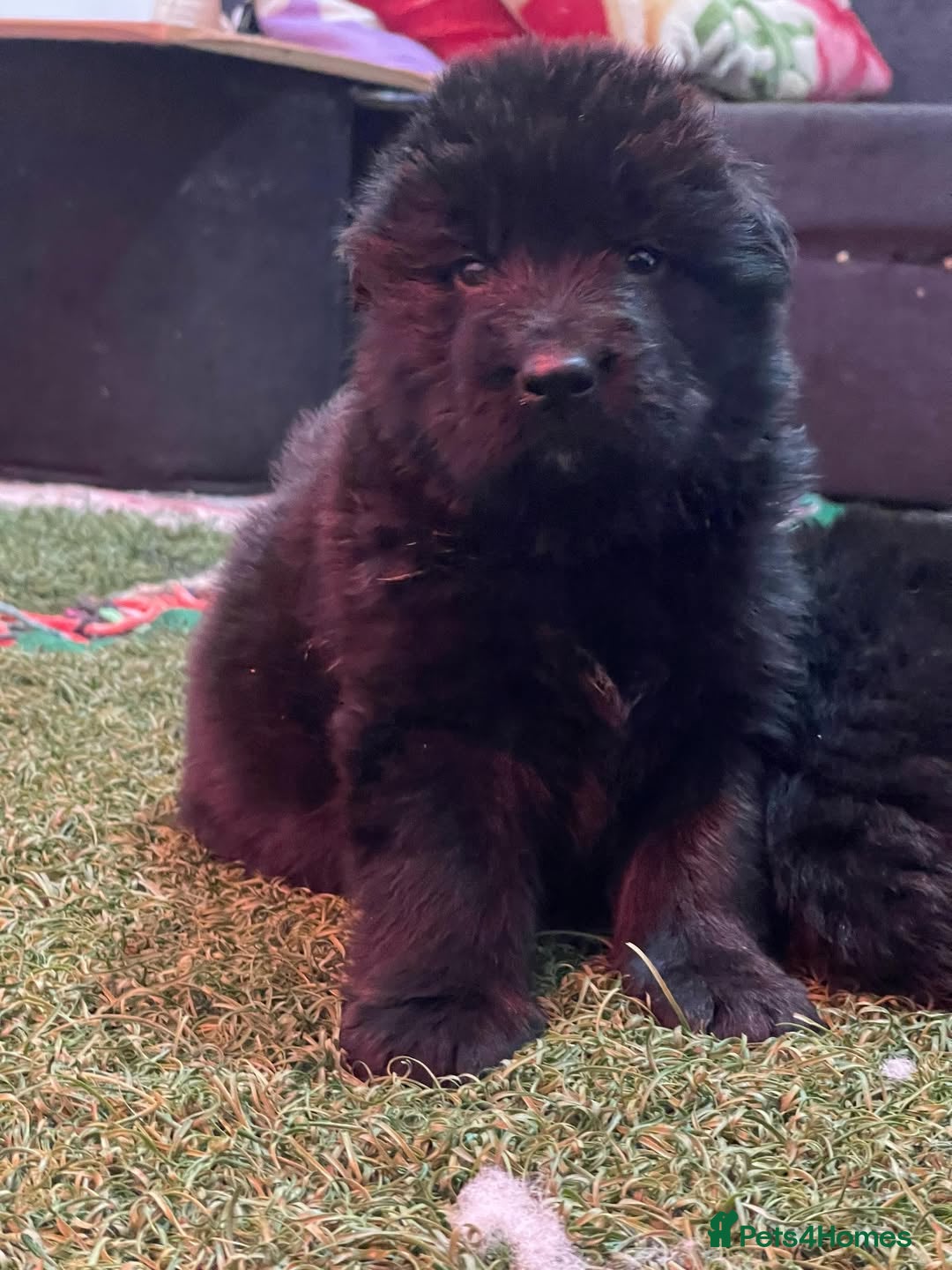 German Shepherd dogs for sale: Stunning German Shepherd Puppies  - Image 8