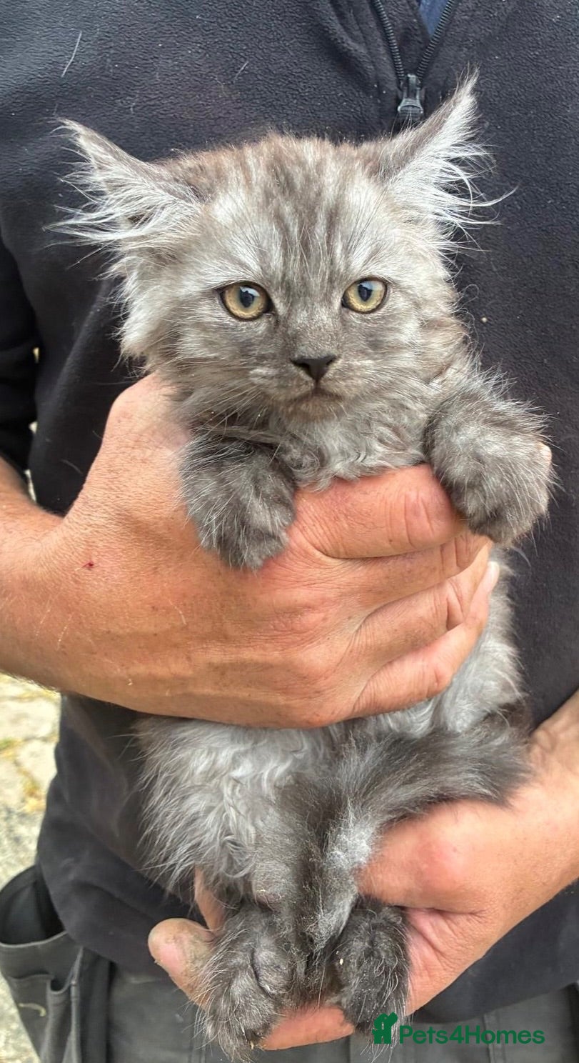 Maine Coon cats Stunning Maine coon x kitten  - Advert 1
