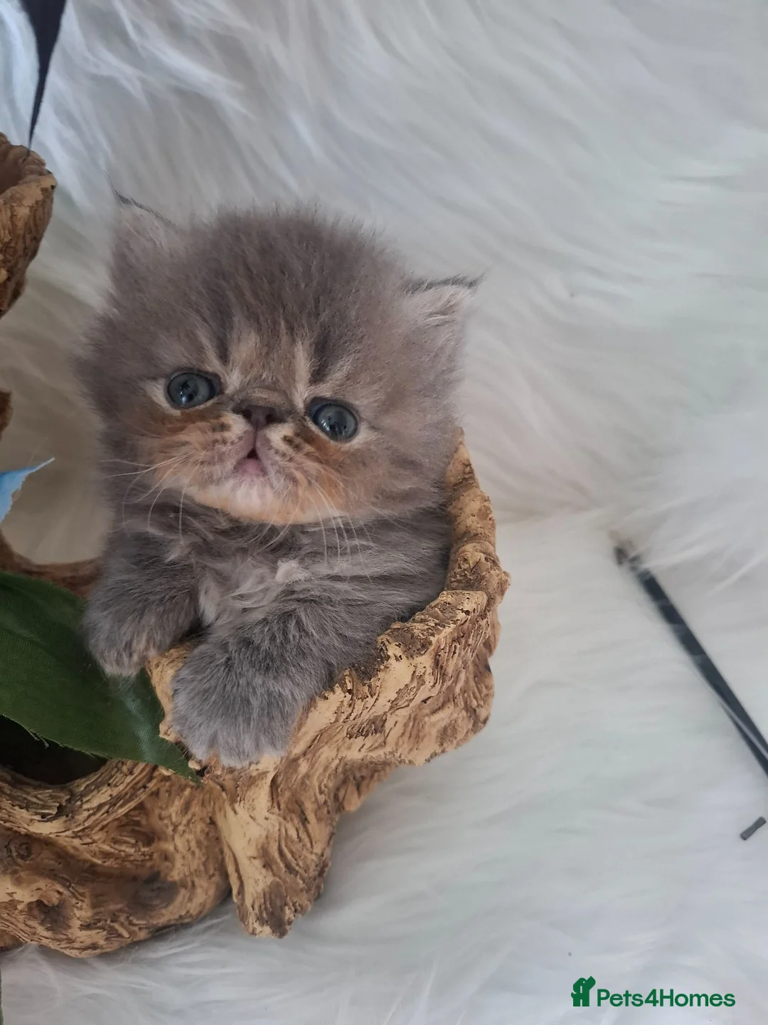 Persian cats for sale: Blue Persian Kittens long haired - Advert 1