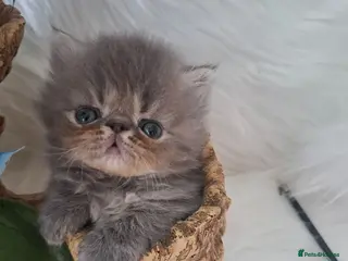 Persian cats Blue Persian Kittens - Advert 1
