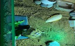 Tortoise reptiles for sale: Tortoise Russian Horsefield - Image 6