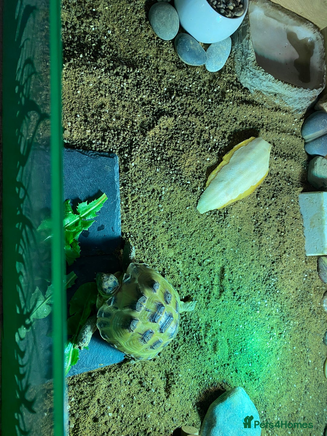 Tortoise reptiles for sale: Tortoise Russian Horsefield - Image 6