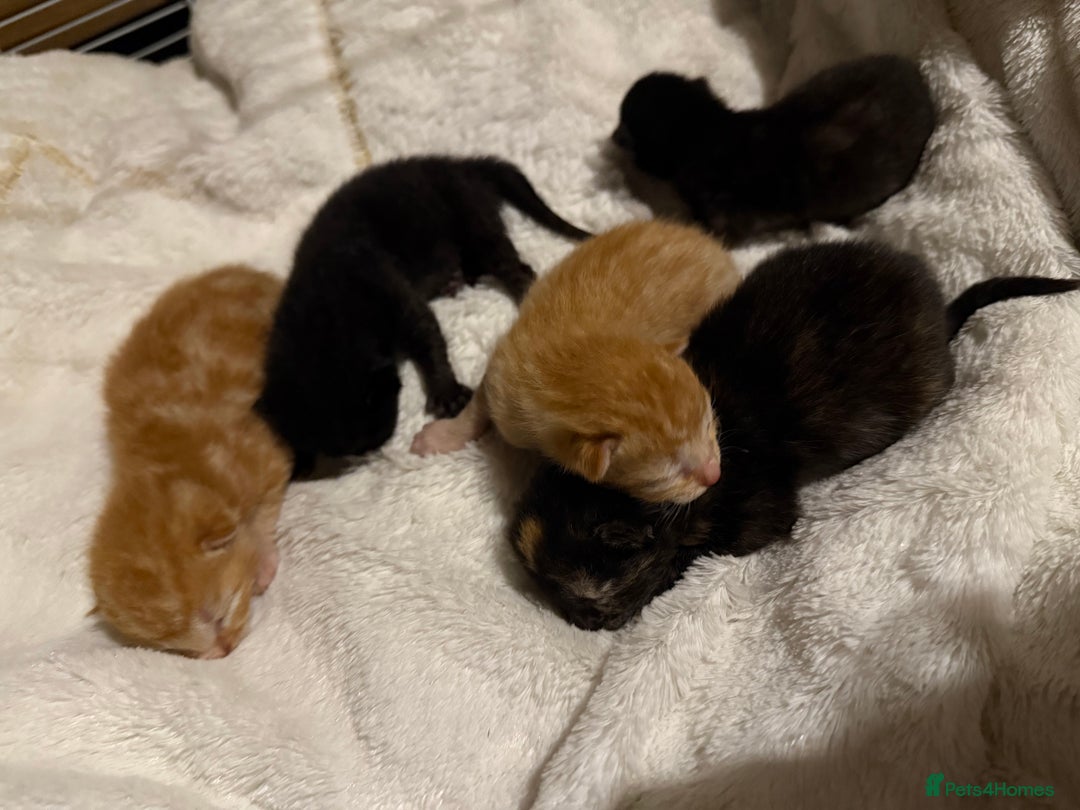 Mixed Breed cats for sale: Kittens for sale - Image 6