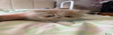 Persian 4