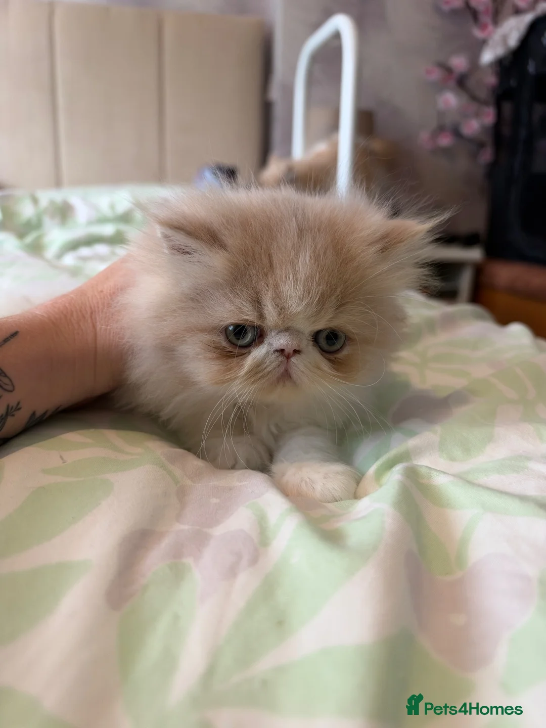 Persian cats for sale: Persian kittens - Advert 10