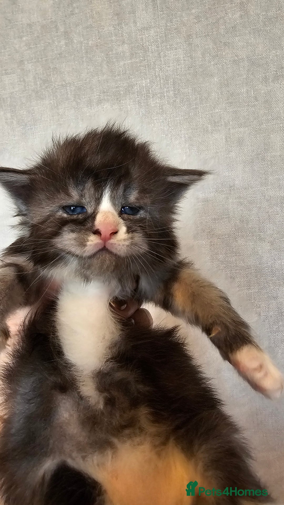 Maine Coon cats for sale: Registered maine coon babies - Advert 8