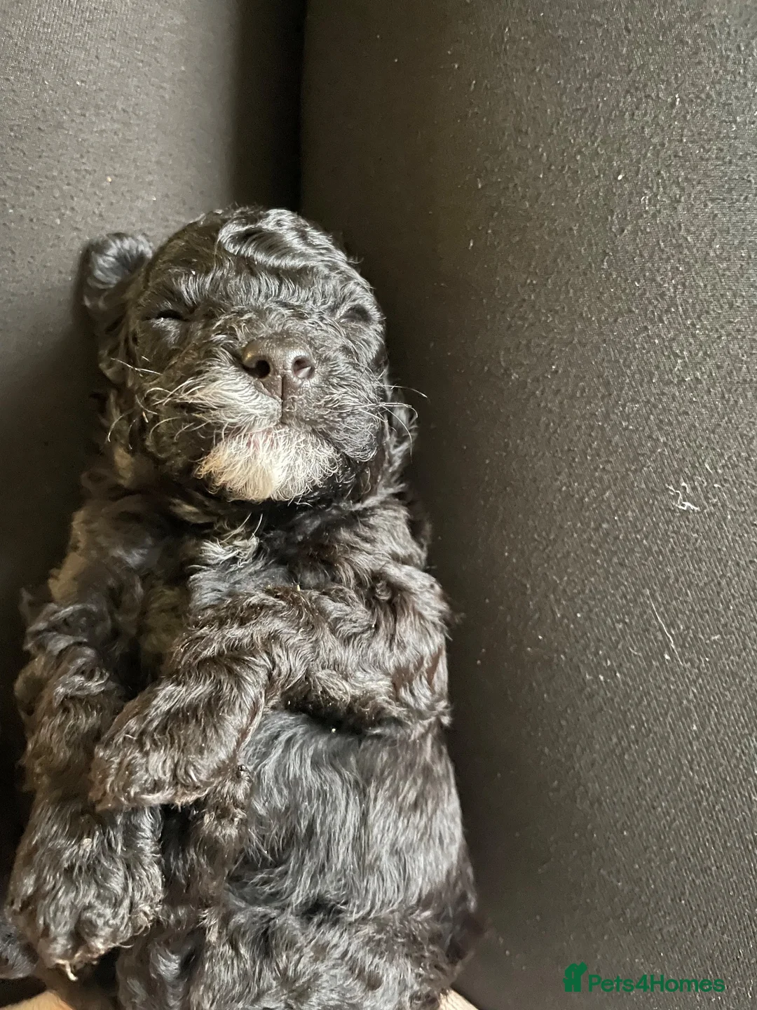 Toy Poodle dogs for sale: toy poodle pups  - Advert 18