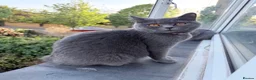 British Shorthair cats for sale: The most beautiful British shorthair kittens - Advert 18
