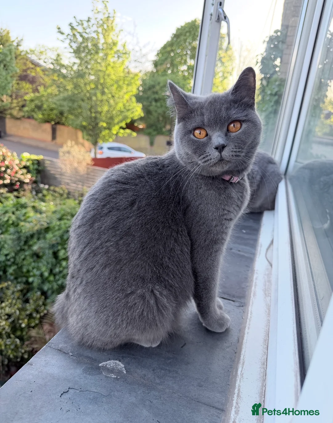 British Shorthair cats for sale: The most beautiful British shorthair kittens - Advert 18