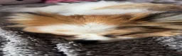 Pomeranian dogs for sale: This is coco in Grantham - Advert 2