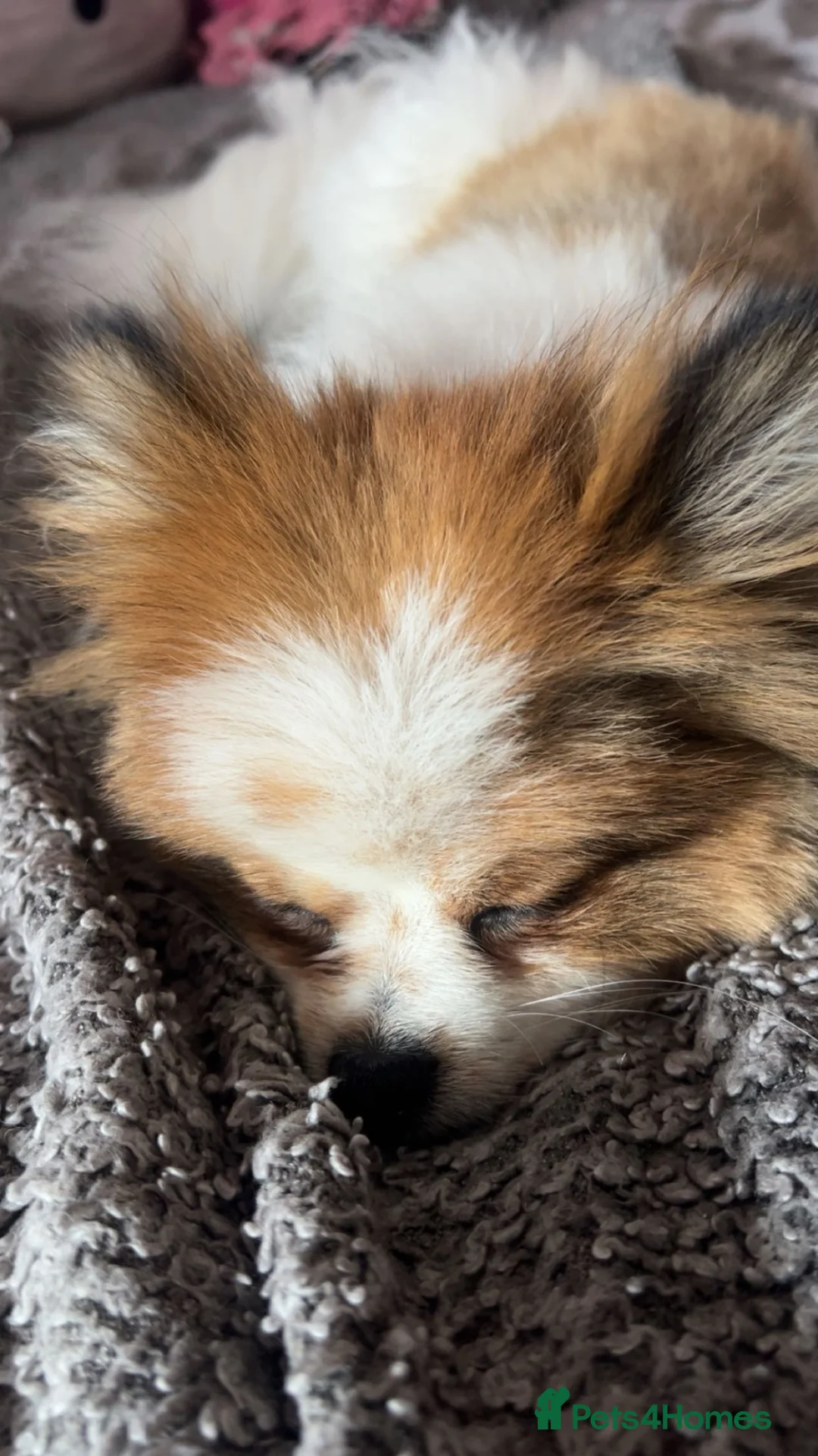 Pomeranian dogs for sale: This is coco in Grantham - Advert 2