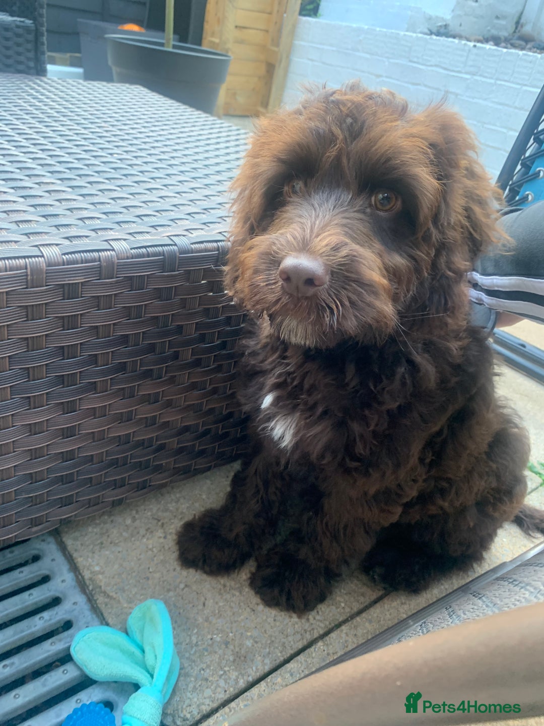 Cockapoo dogs for sale: 1 year old male cockapoo  - Advert 6