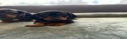 Miniature Dachshund dogs for sale: Miniature Dachsund in Nelson - Advert 6