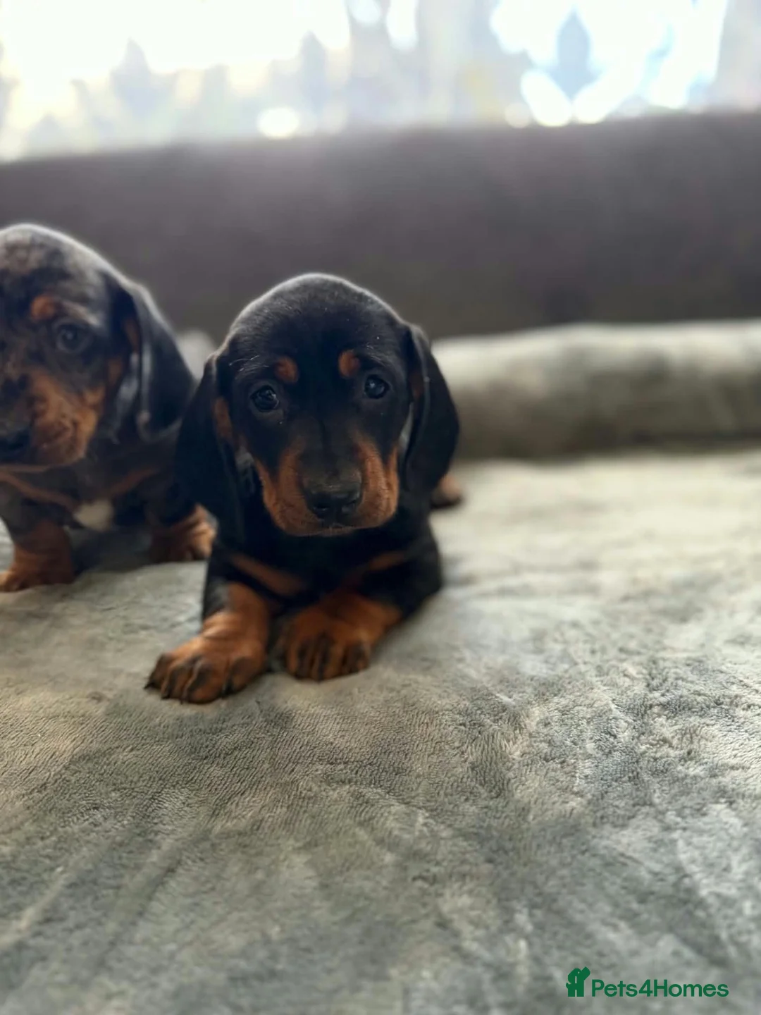 Miniature Dachshund dogs for sale: Miniature Dachsund in Nelson - Advert 6