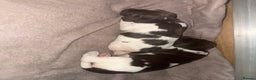 English Springer Spaniel dogs for sale: English Springer Spaniel Puppies - Advert 9