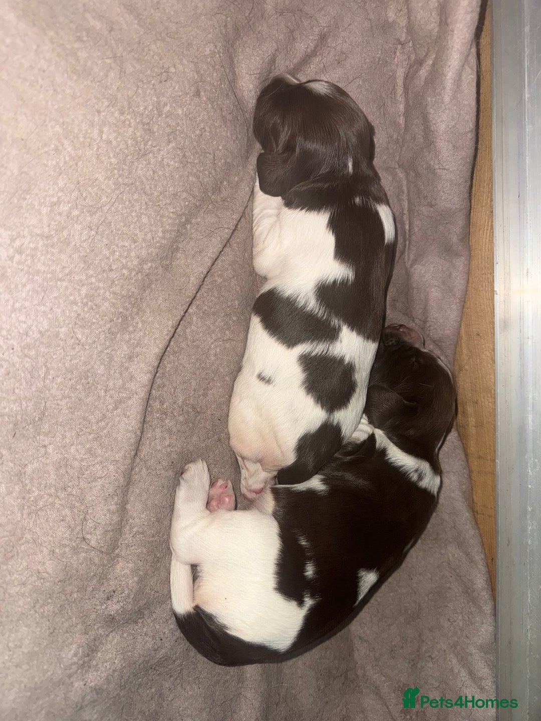 English Springer Spaniel dogs for sale: English Springer Spaniel Puppies - Advert 9