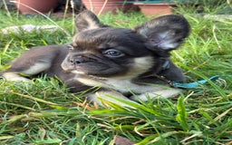 French Bulldog dogs for sale: Fluffy French bulldogs pending pink & testable  - Image 13