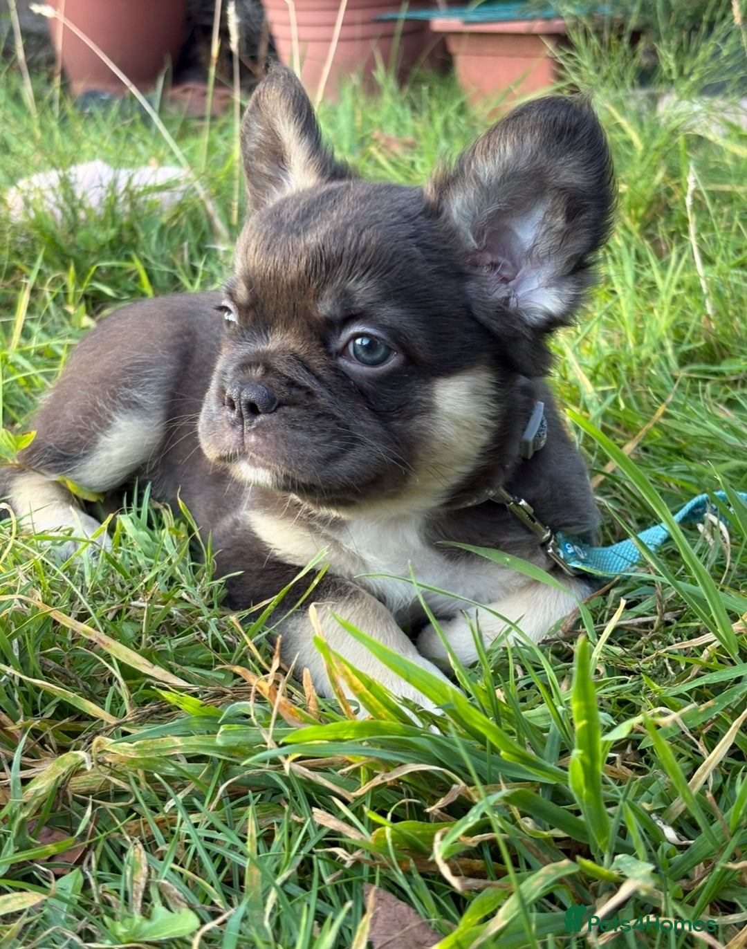 French Bulldog dogs for sale: Fluffy French bulldogs pending pink & testable  - Image 13