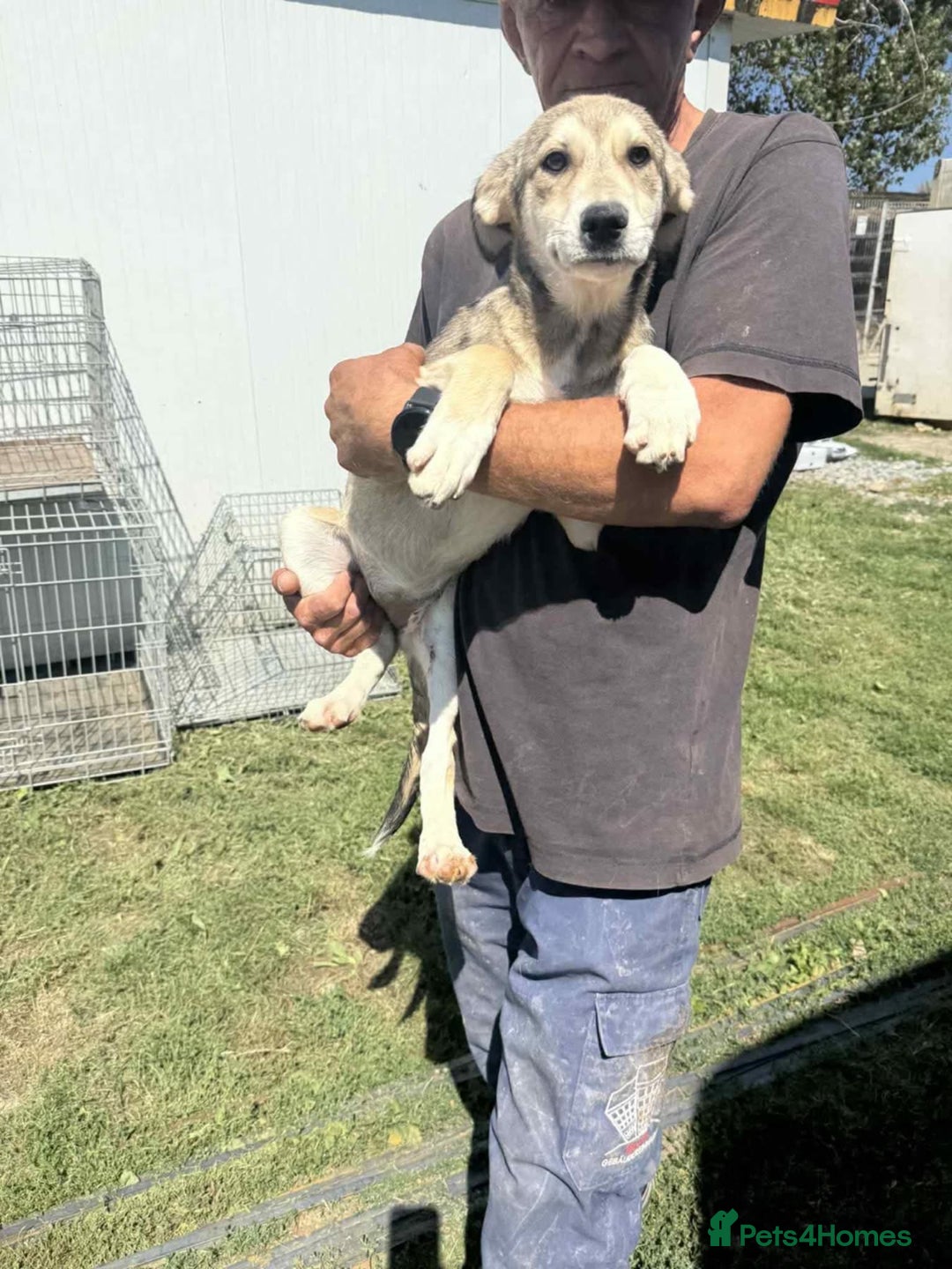 Mixed Breed dogs for adoption: Iris - Norwich Norfolk  - Image 13